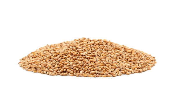 全谷物小麦。图片下载