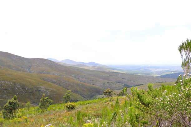鲁滨逊山口山谷的自然Fynbos景观图片下载