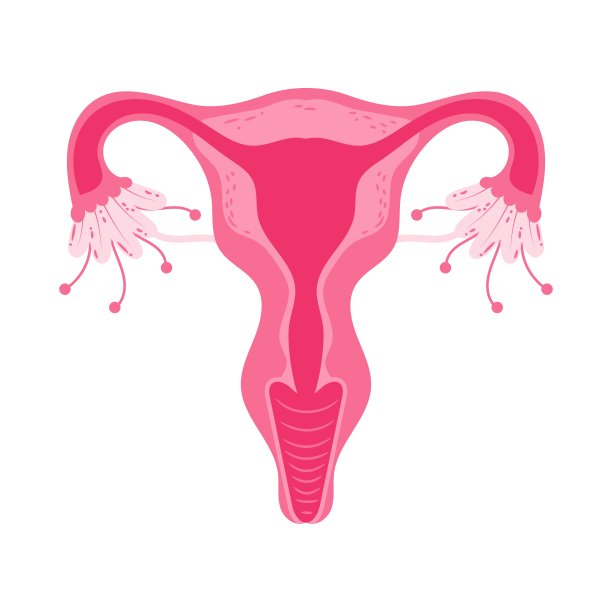 妇女健康子宫花卵巢生殖系统概念图片下载