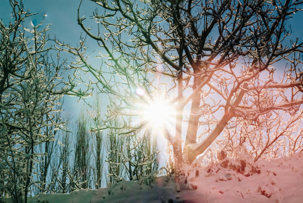 冬季树枝间的阳光图片下载