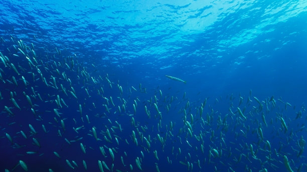 蓝色大海里的小鱼图片下载