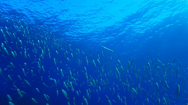 蓝色大海里的小鱼图片下载