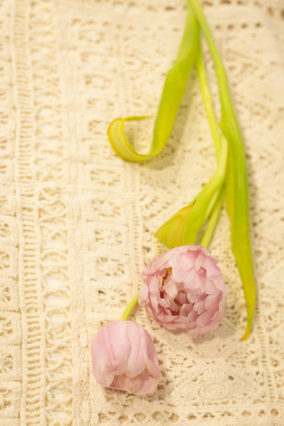 粉红色的双瓣郁金香配上精致的蕾丝衣服。浪漫的摄影图片下载