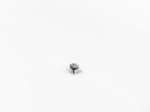 雪中单朵雏菊图片下载