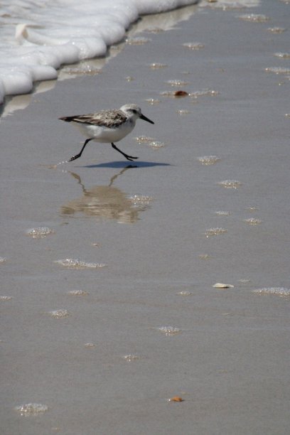 沿海鸟类图片下载