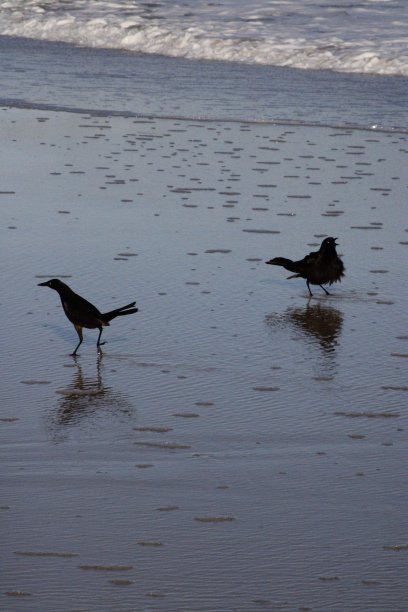 沿海鸟类图片下载