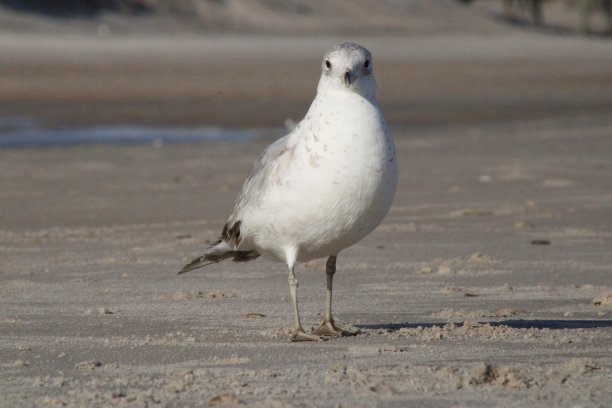 沿海鸟类图片下载