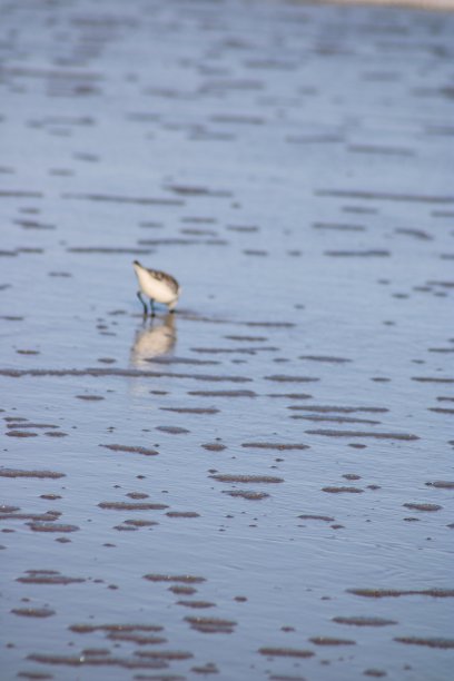 沿海鸟类图片下载