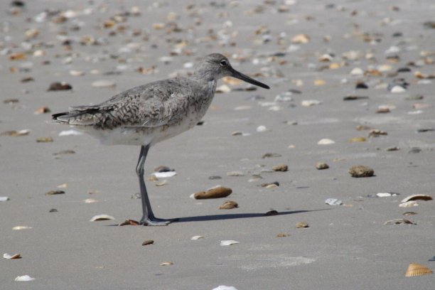 沿海鸟类图片下载