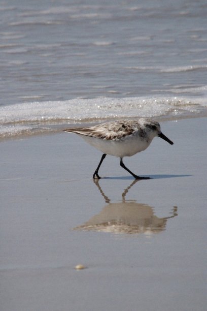 沿海鸟类图片下载