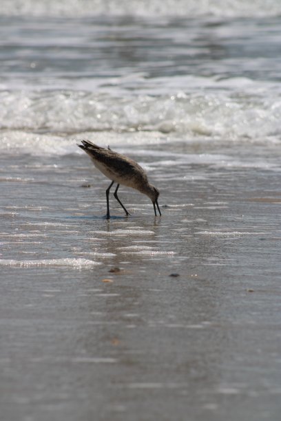 沿海鸟类图片下载