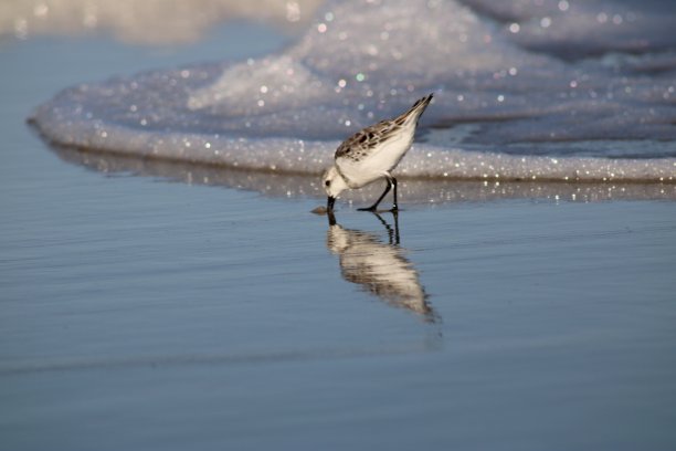 沿海鸟类图片下载