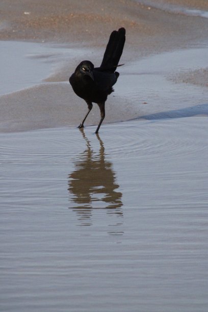 沿海鸟类图片下载
