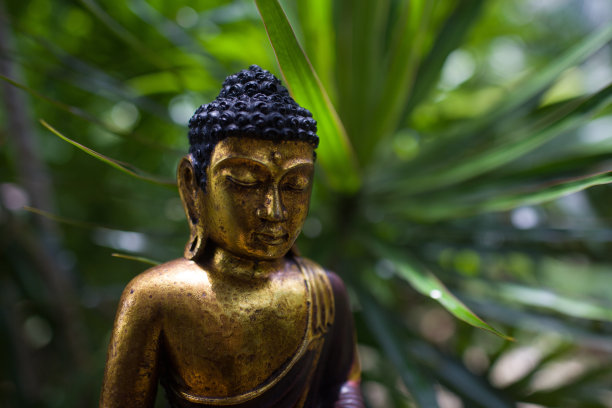 冥想佛像冥想佛像丛林背景图片下载