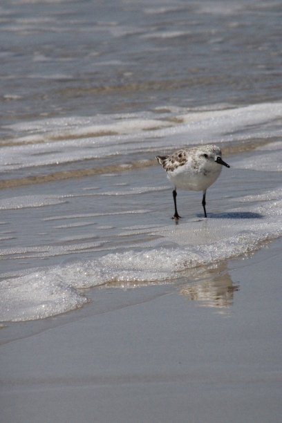 沿海鸟类图片下载