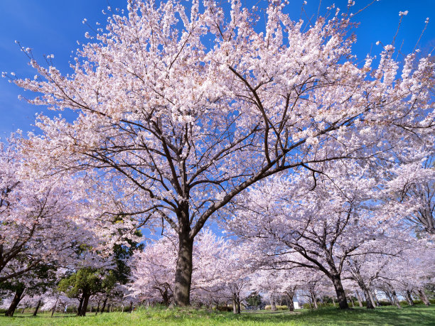 公园里有一排樱花树图片下载