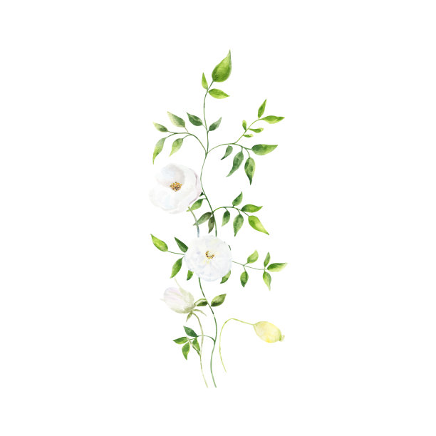 背景与水彩花，花卉插图。植物组成婚礼或贺卡。图片下载