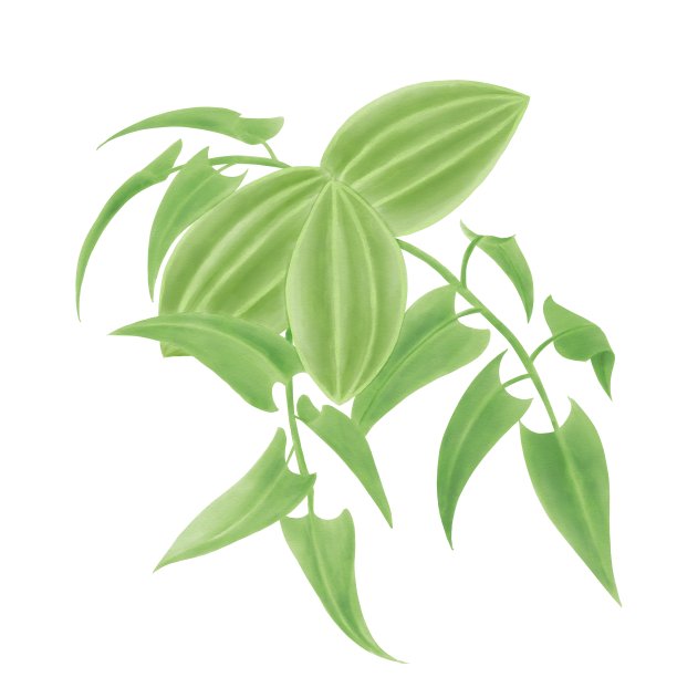 水彩插图，胡桃、山核桃树枝在白色背景上孤立的元素图片下载