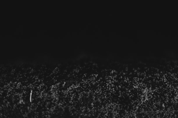 黄松树皮，近照纹理图片下载