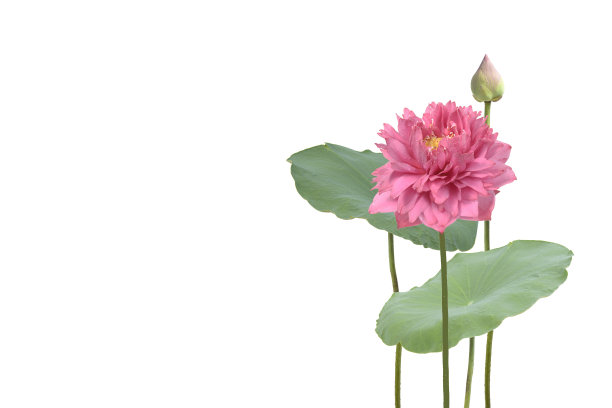 美丽的盛开的莲花与绿色的叶子孤立在白色图片下载