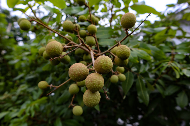 新鲜的龙眼从树上摘下来图片下载