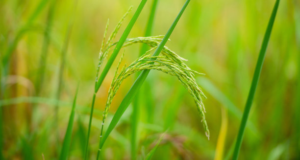 水稻植株，稻穗，生产粮食和面粉。绿色的水稻种植在农民的田地里，他们种植水稻作为食物和分发。图片下载