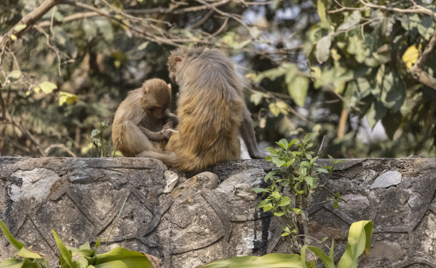森林里的恒河猴或印度猴图片下载