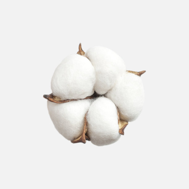 不同的棉花花孤立在浅灰色背景平层。柔软的白色蓬松的棉花。采集棉花植株，干芽。切花用于设计、排版、模板图片下载