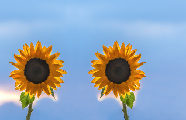 向日葵花蕾的一对特写镜头图片下载