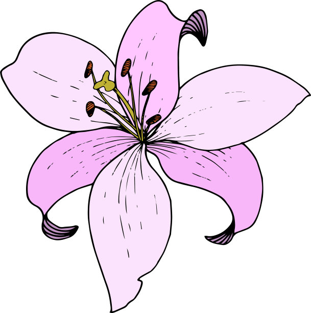 粉红百合花植物学雕刻花图片下载