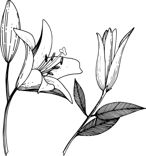 百合花植物学花黑色和图片下载