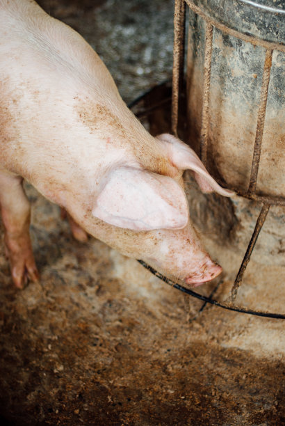 泰国养猪图片下载