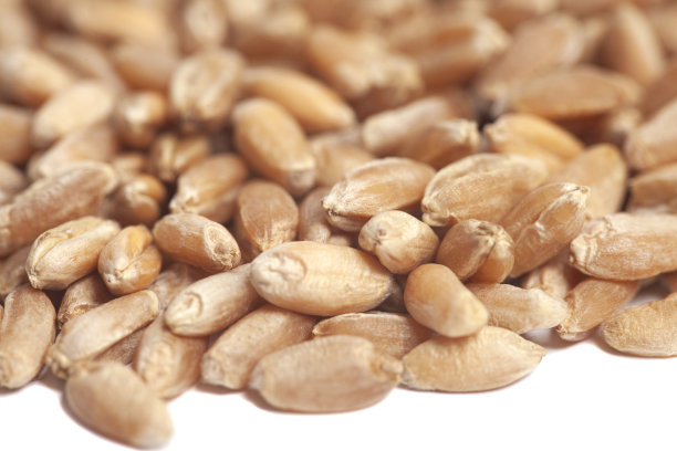 孤立在白色背景上的小麦颗粒。图片下载