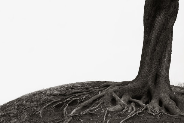 这棵树在山上有着强大的树根，树干扭曲。戏剧性的单色摄影，特写，复制空间图片下载