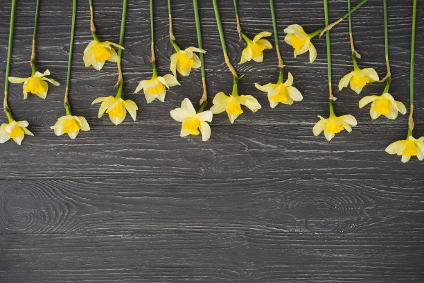 水仙花在黑色或深灰色的木制背景。图片下载