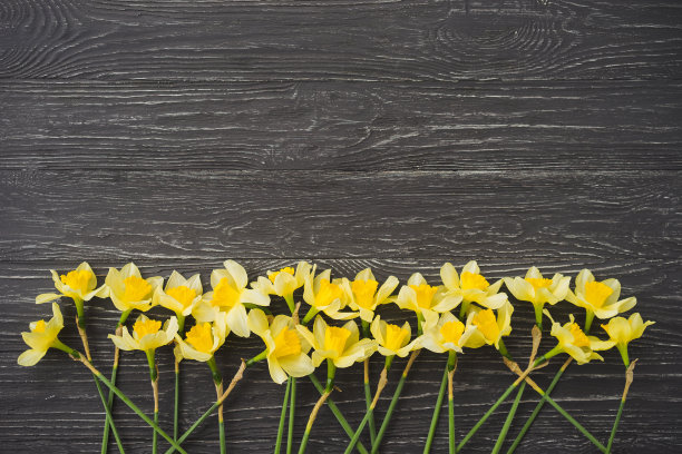 水仙花在黑色或深灰色的木制背景。图片下载