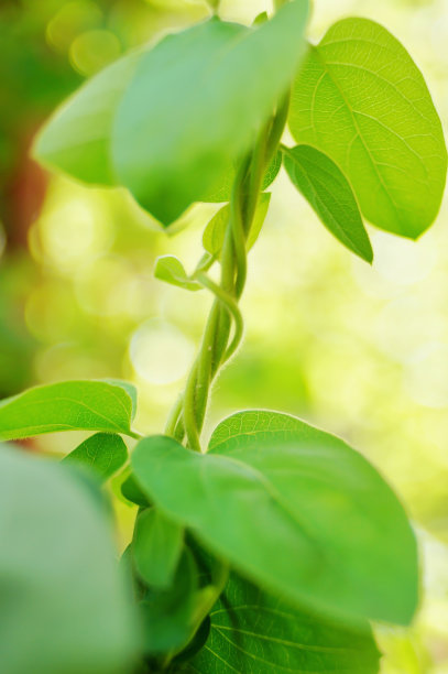 春季家庭攀爬藤蔓绿色植物金银花白色芽活力图片下载