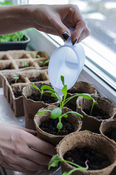 花卉幼苗在生态泥炭盆特写，园丁的手在框架浇水和照顾幼苗，家庭园艺图片下载