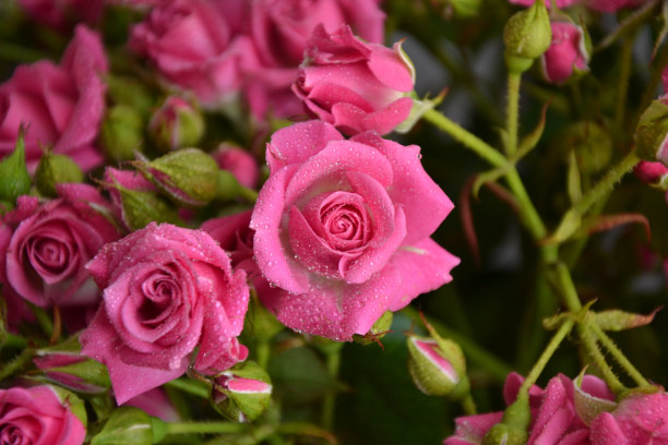 粉红色的玫瑰。美丽的鲜花和水滴。小玫瑰花束。鲜花的背景。图片下载