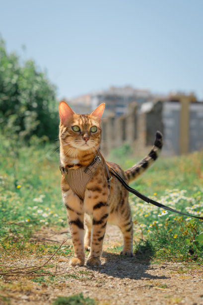 带着皮带散步的孟加拉猫。图片下载
