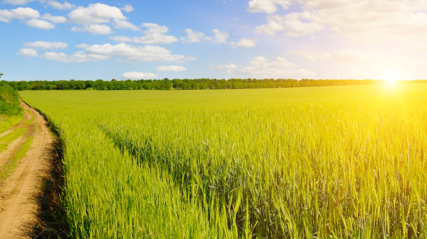 绿色的麦田和明亮的日出。宽的照片。图片下载