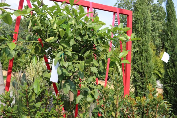 意大利热那亚花卉展览图片下载