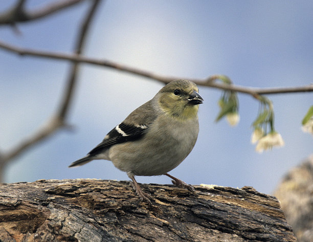 美国金翅雀图片下载