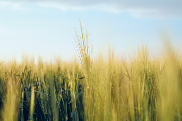 麦田里年轻的绿黑麦的穗子。夕阳下的田园风光映衬着蓝天，选择性柔和聚焦，景深浅。图片下载
