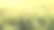 年轻的，绿色的黑麦穗，在夕阳下生长的小麦谷类穗的农业背景，在夕阳下的种植园，柔和的焦点，选择性的焦点图片下载