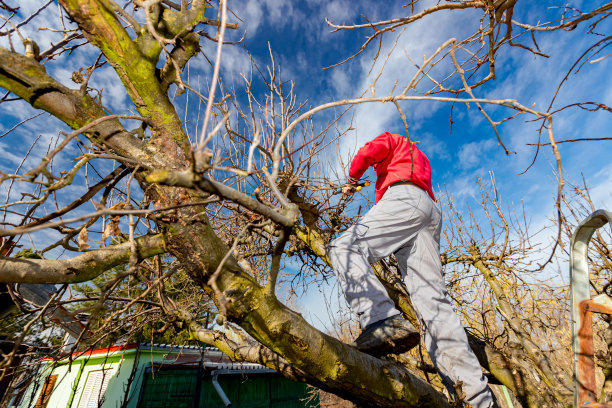 园丁在果园里用剪枝剪修剪果树的树枝图片下载