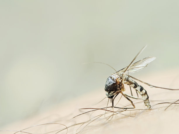 蚊子咬人图片下载