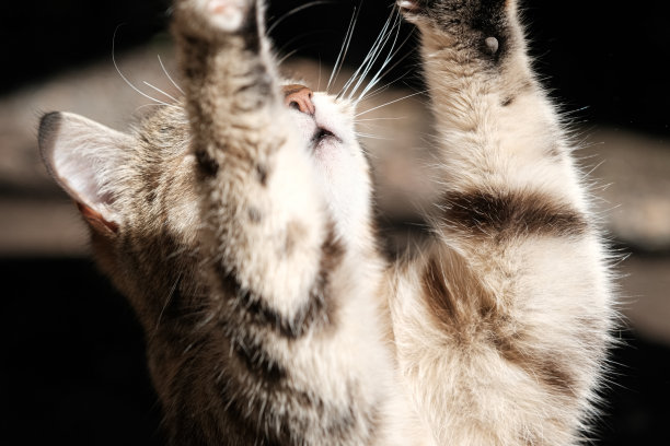 有趣的流浪猫大声乞讨食物。美丽的街头猫宠物肖像。猫用后腿站立，前爪向上伸图片下载