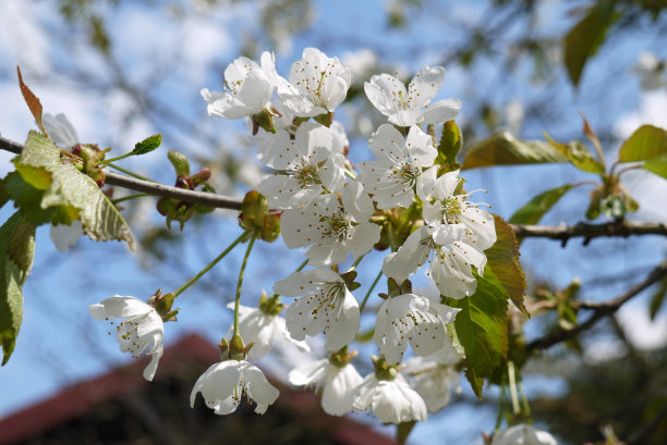 核桃花朵朵图片下载