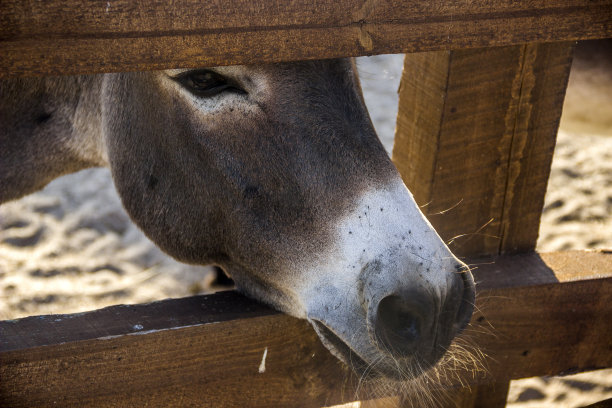 一只有趣的驴子躲在木栅栏后面图片下载
